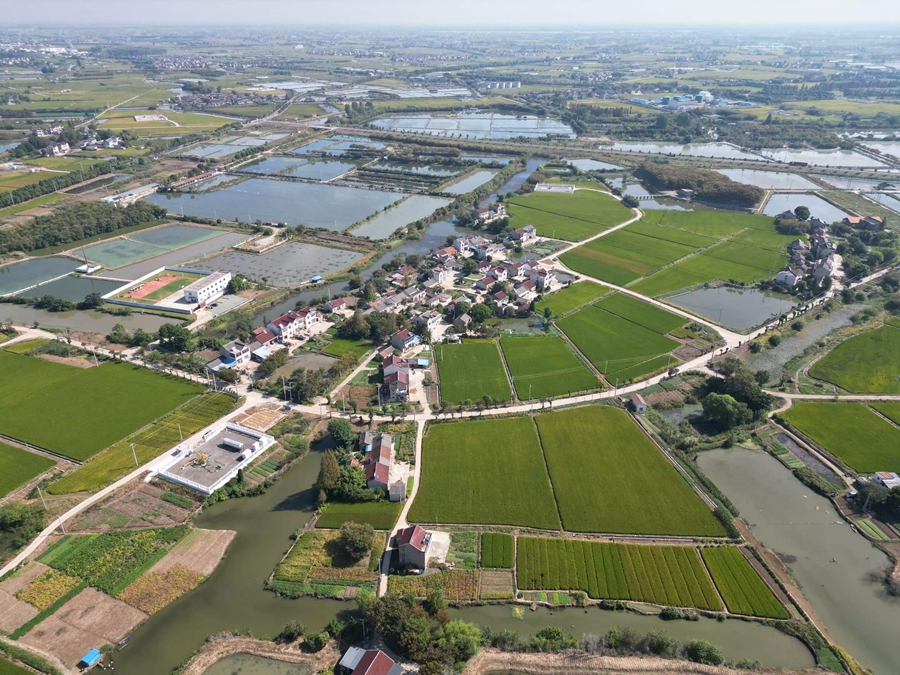 汀湘村麦田青绿，生机盎然。受访者供图