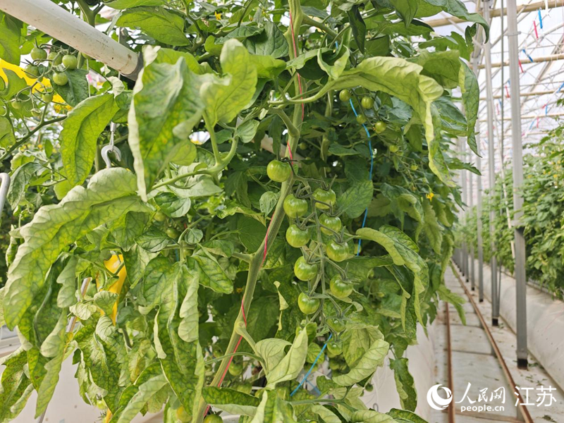 智能温室里,”霍尔果柿“长势良好。人民网记者 常雨薇摄