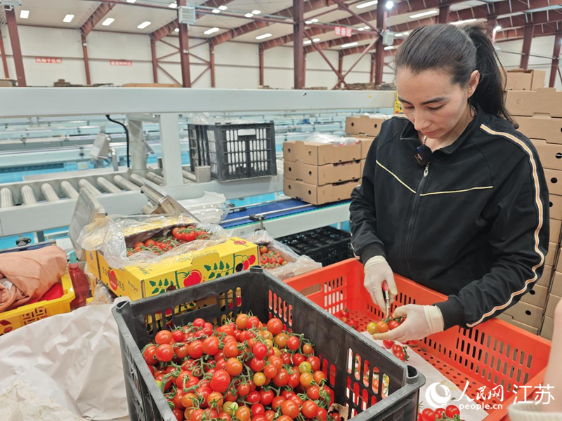 阿米娜将采摘下来的番茄进行分拣装箱。人民网记者 常雨薇摄